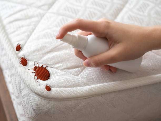 Best Pest Control Treatment  in Elmwood, IL
